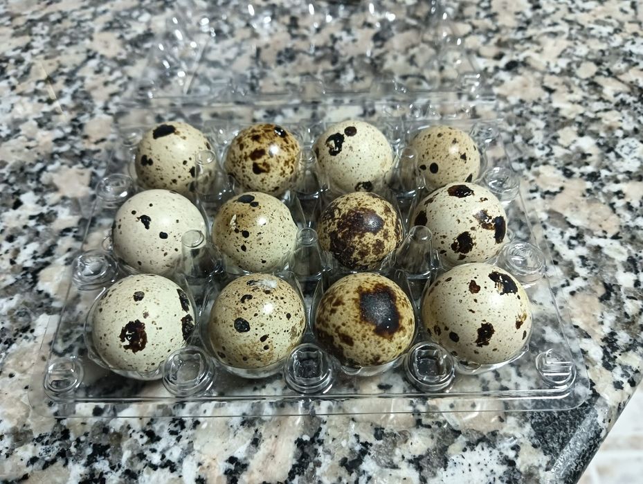 Ovos para incubação