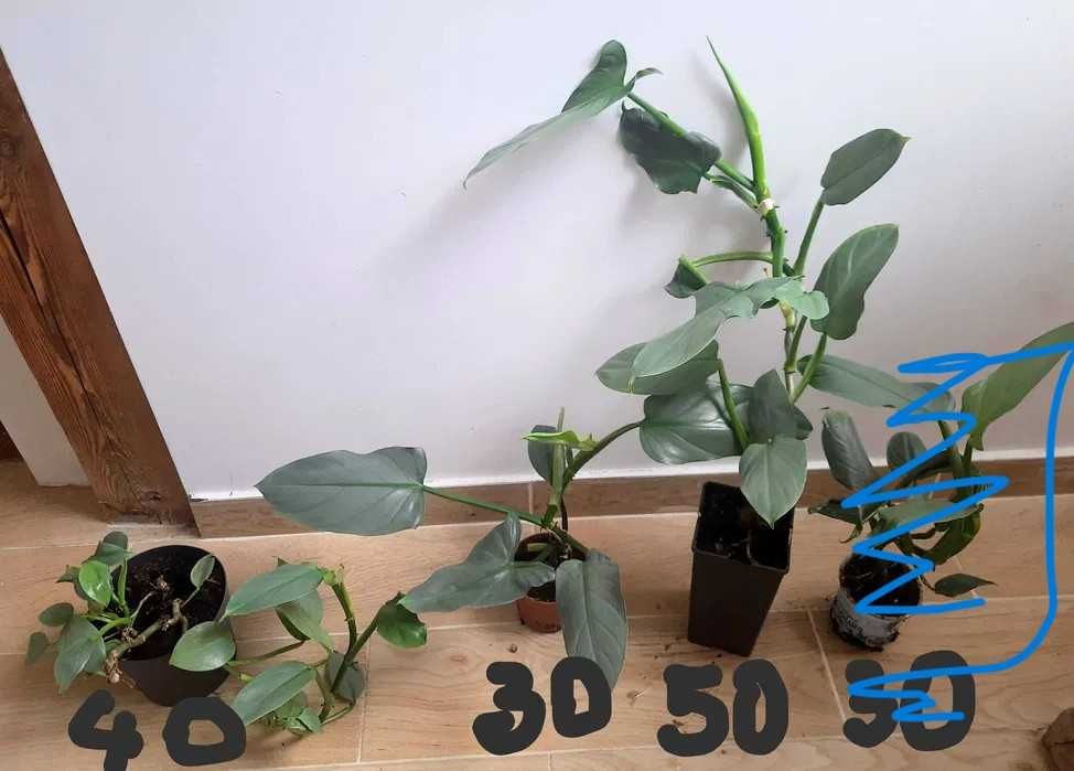 Filodendron hastatum Królowa Srebrnych Mieczy wybór z trzech roślin