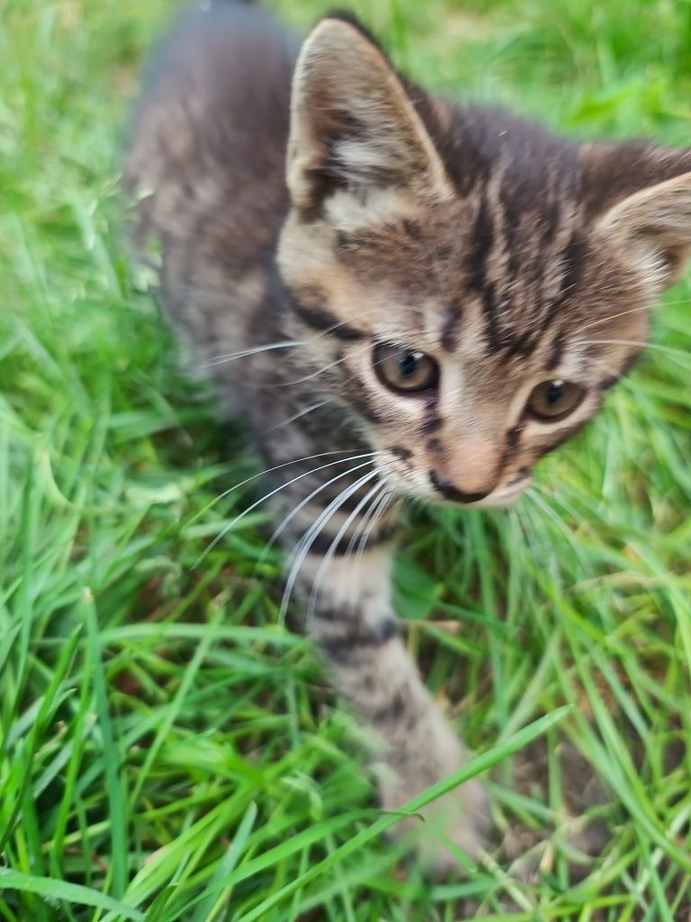 Віддам кошеня в добрі руки, безкоштовно.