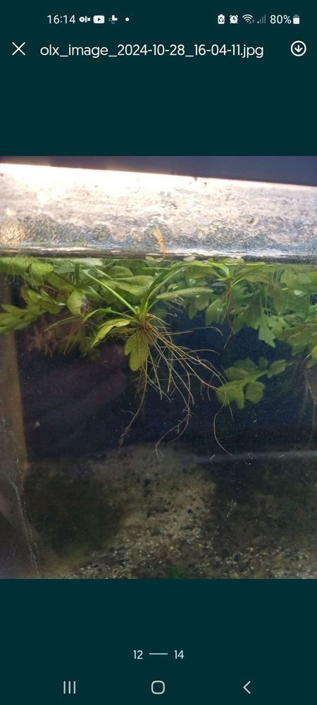 plantas aquáticas foxtail ,elodeas , e flutuantes