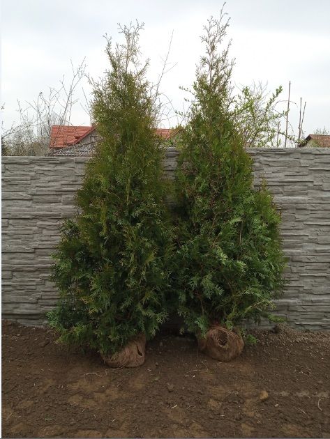 Tuja szmaragd, brabant, świerk, jodła, sosna,SADZIMY