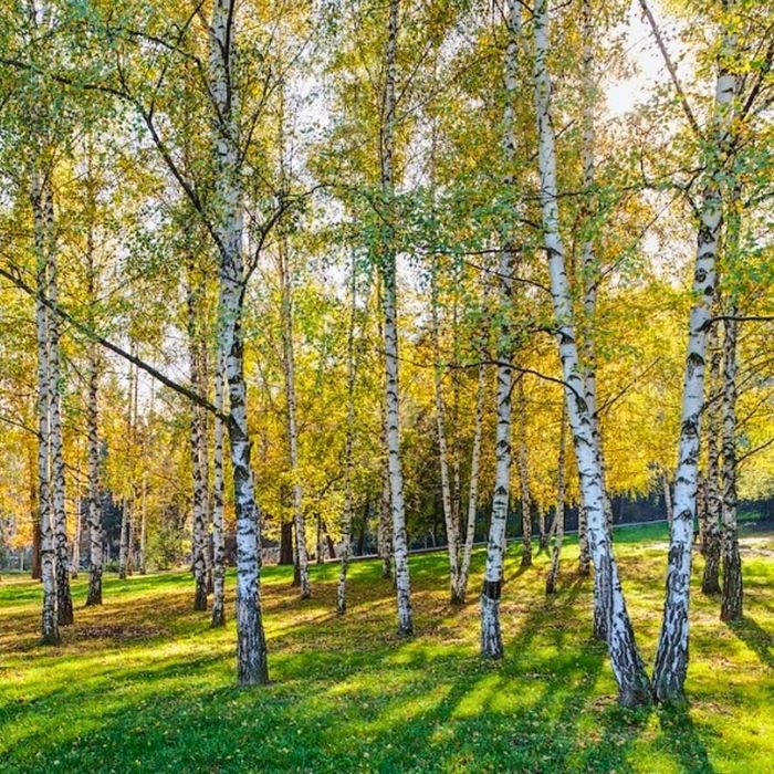 Sprzedam sadzonki brzozy.