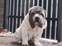 Shar pei piesek Niko