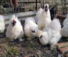 Инкубационные яйца китайских шелковистых кур - только белые