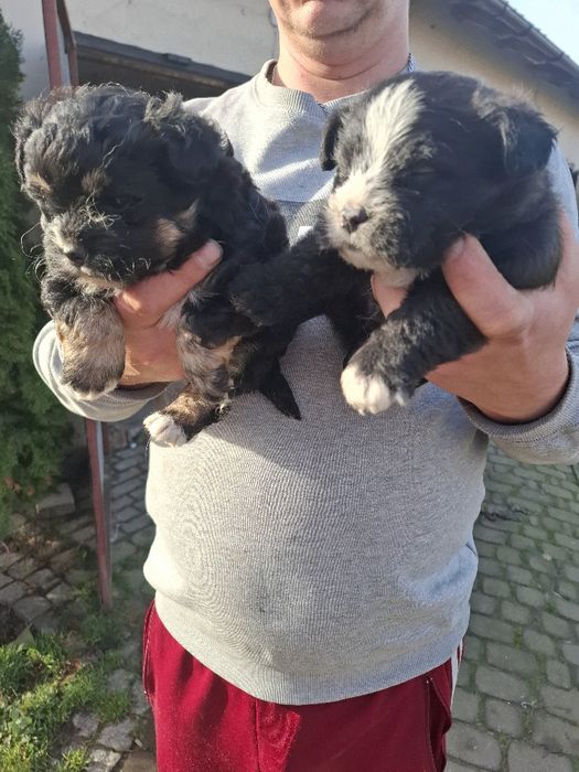 Małe szczeniaki szukają domu