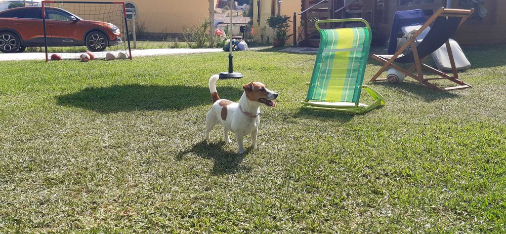 Hotel para Cães Caldas da Rainha - Sao Martinho do Porto  - Foz Arelho