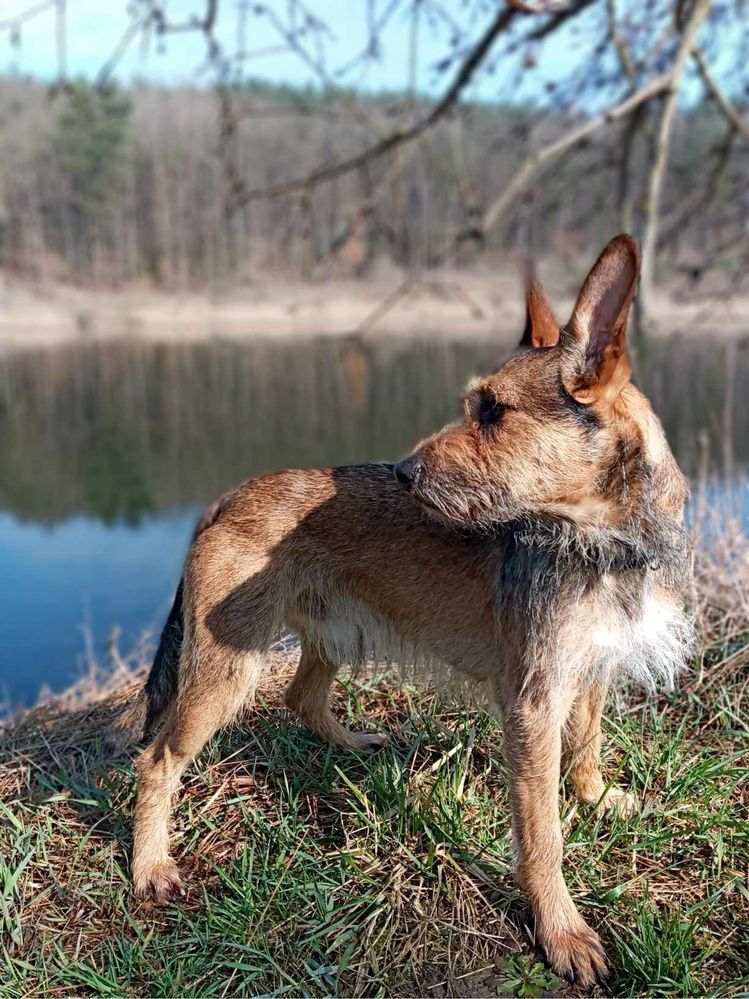 Wesoła Simba szuka domku