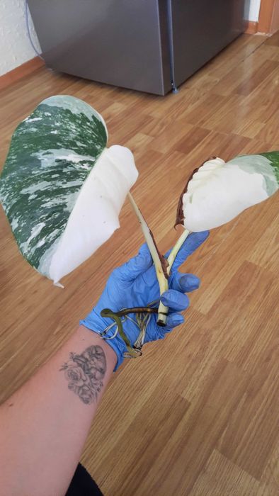 Монстера Альба варієгатна (Monstera Albo Variegata) ВЕРХІВКА
