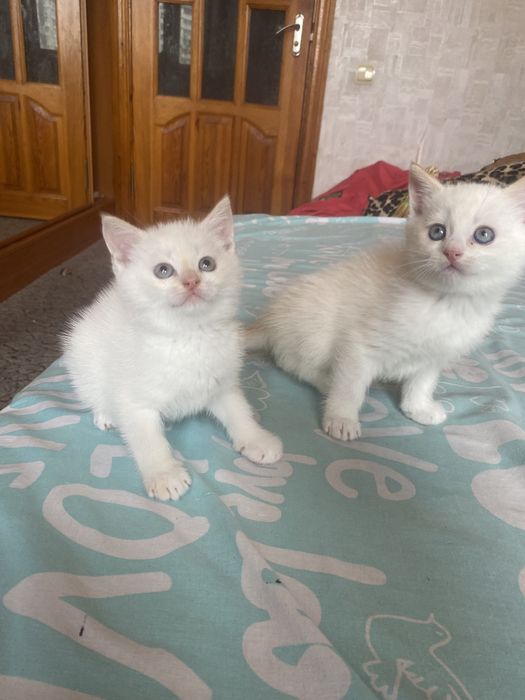 Спешите приобрести чудо