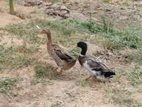 Patos juvenis jardim