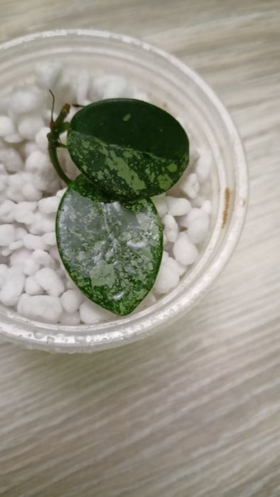 Hoya mathilde splash