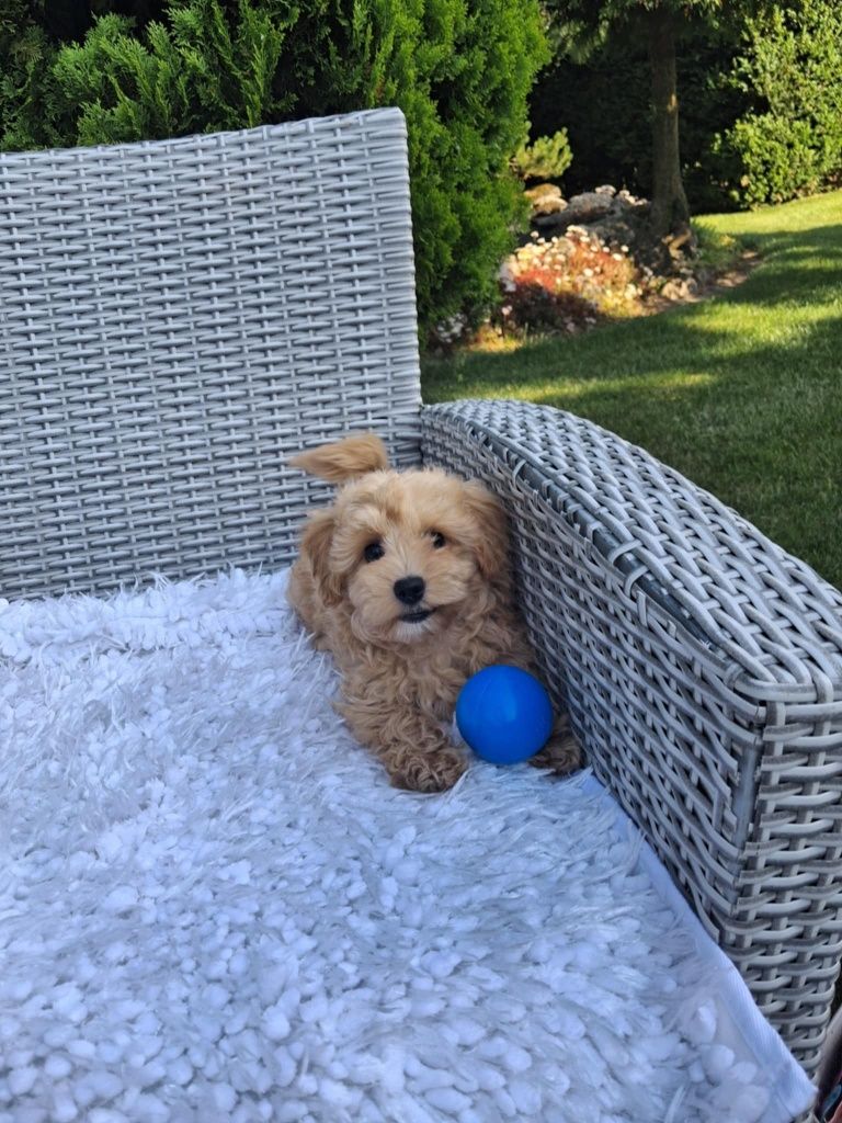 Śliczny Piesek Maltipoo
