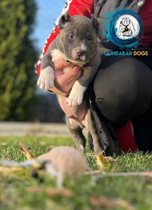 American Bully piesek ABKC