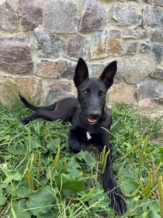 Метис чорної вівчарки, малінуа ,дівчинка, 6 міс.