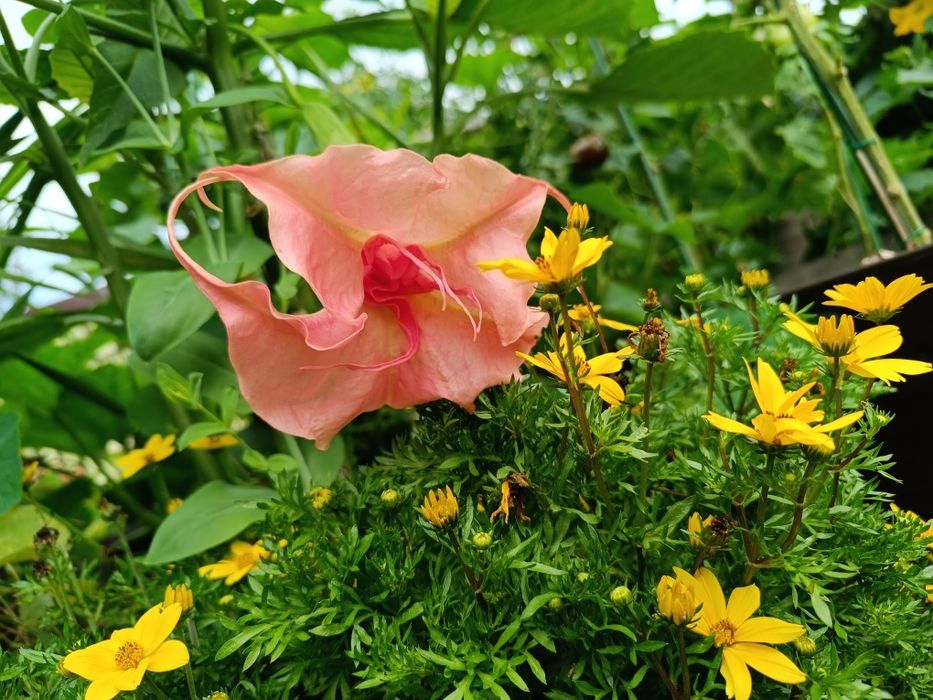 Brugmansja Dalens Pink Amour