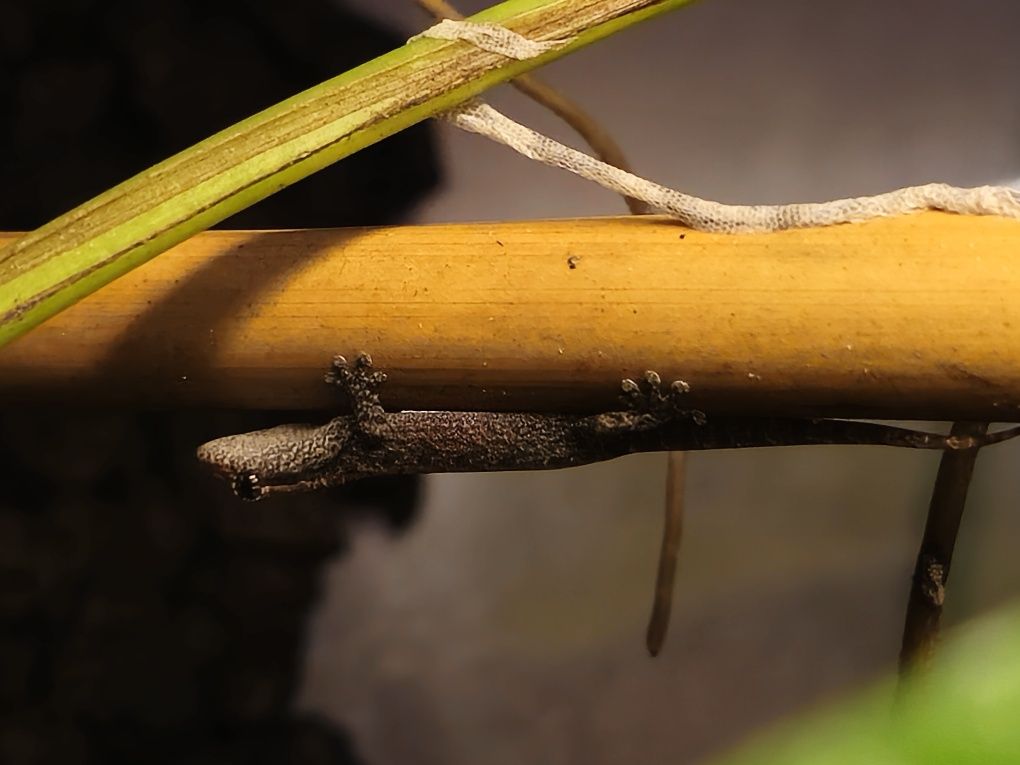 Gekony płaczące młode Lepidodactylus lugubris
lugubris