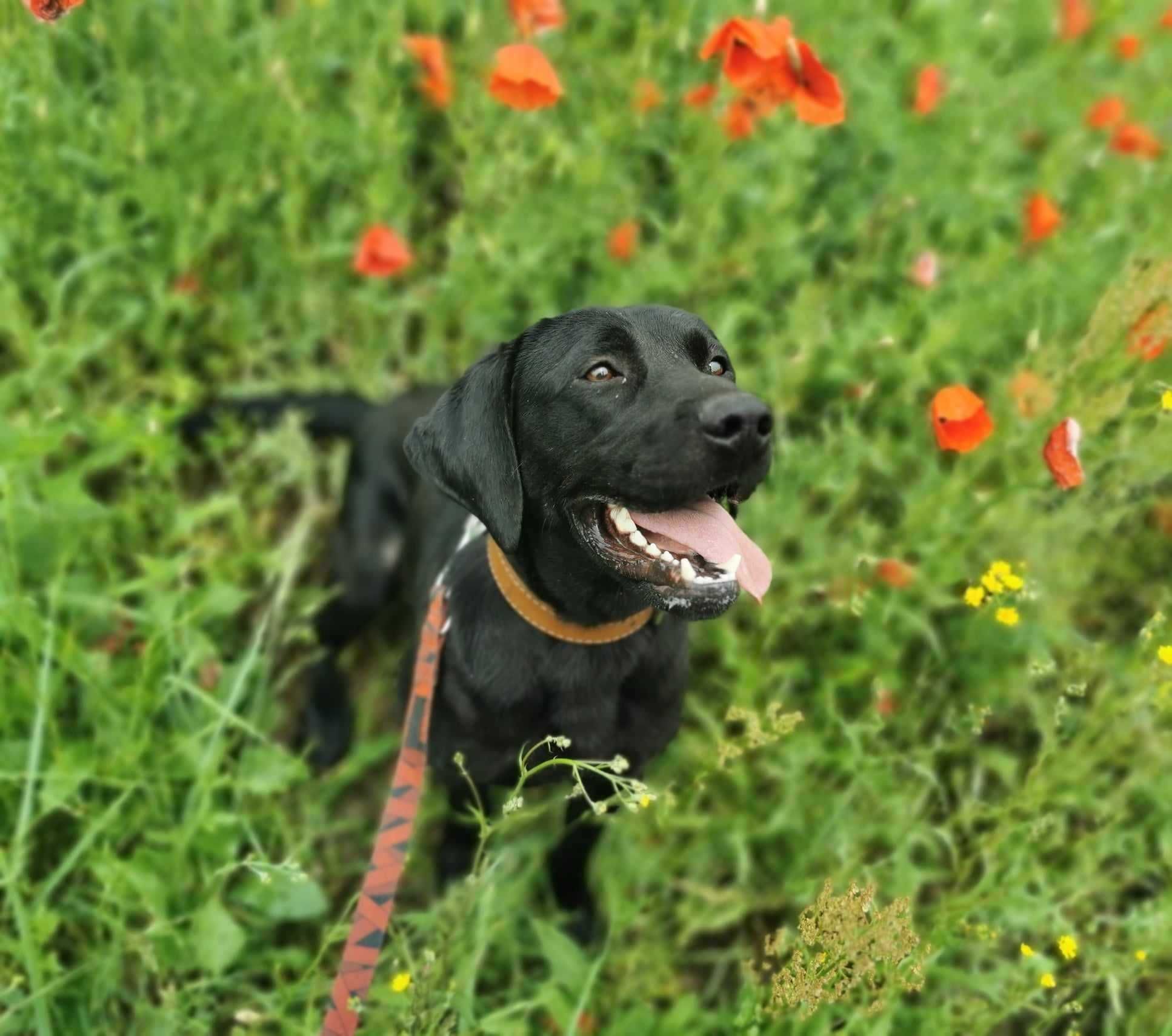 Draco - młody labrador dla aktywnego pasjonata pracy z psem