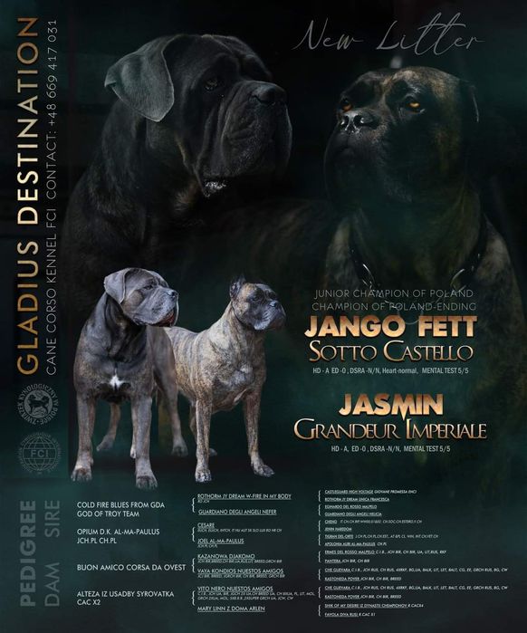 Cane corso Zapowiedź miotu lipiec 2023 Gladius Destination