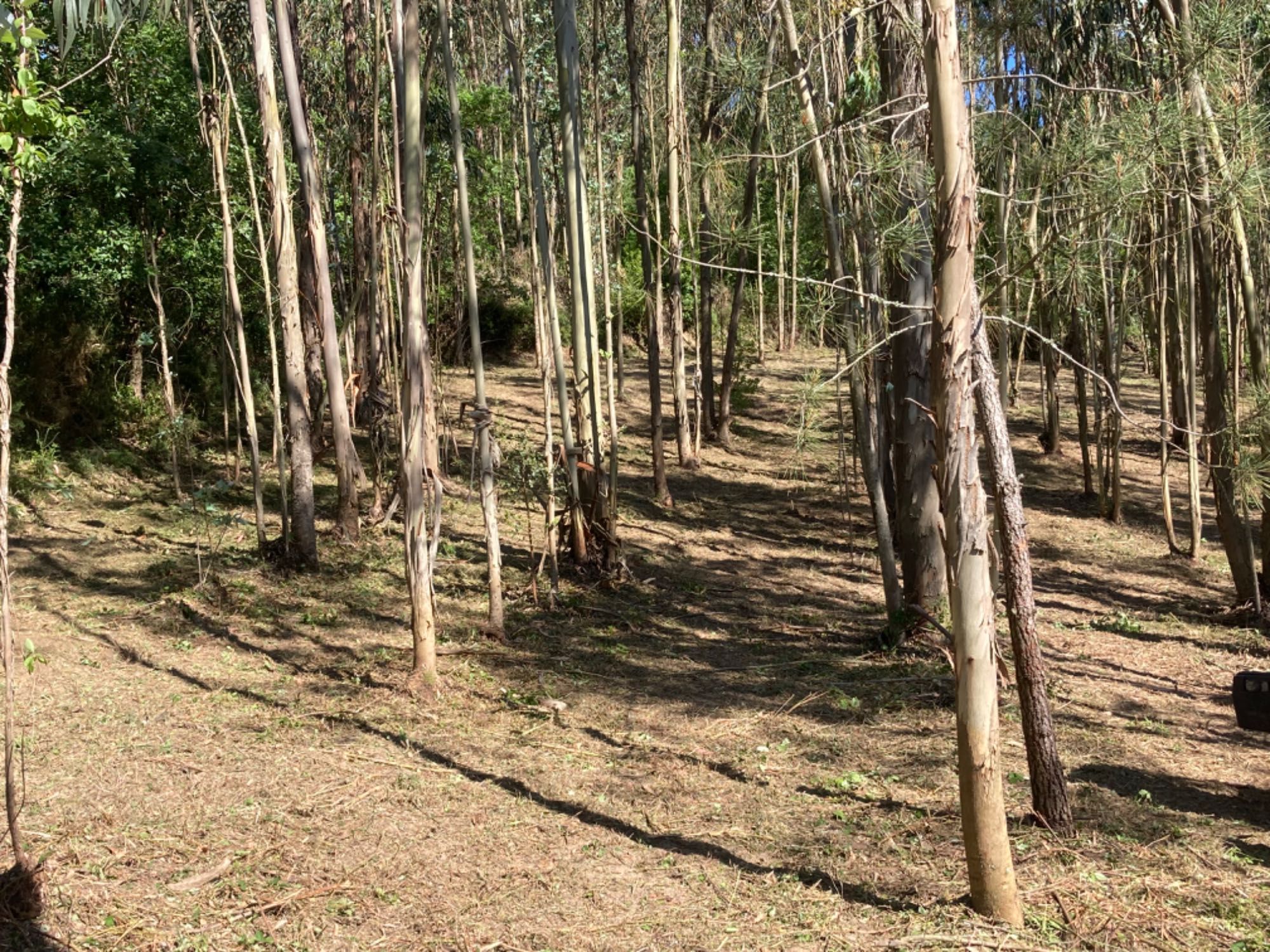 Limpeza de terrenos