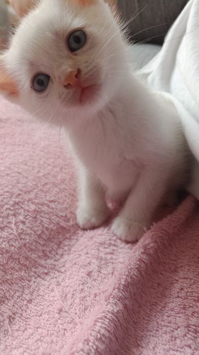 Гарненькі кошенята шукають дім — Яворів