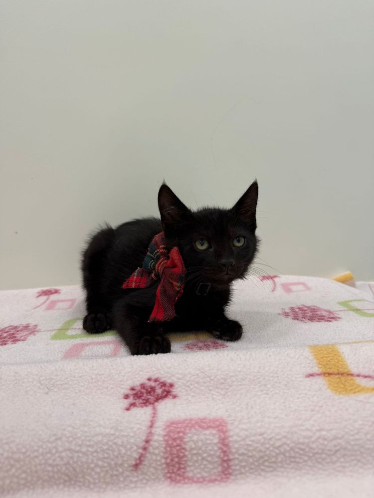 Gatinhos para Adoção