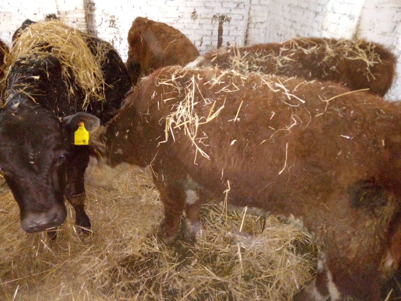 Byczki jałówki odsadki mięsne hereford angus limousine charolaise