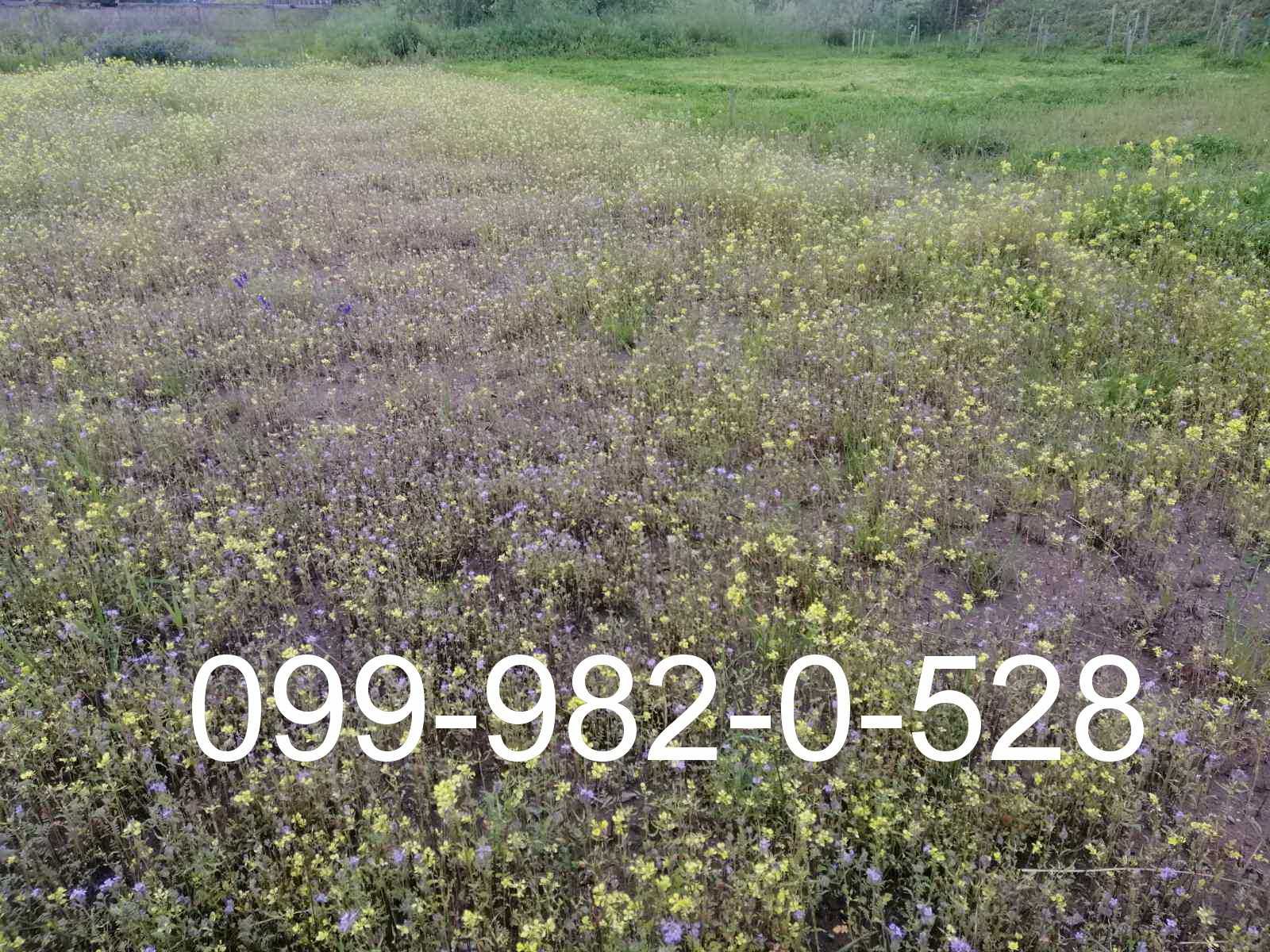 1кг Мавританский газон цетущий газонная трава  с цветами