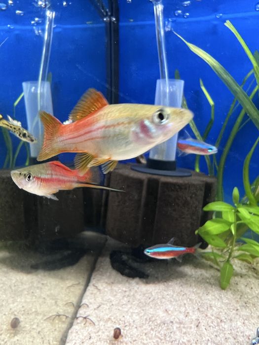 Varios peixes para despachar