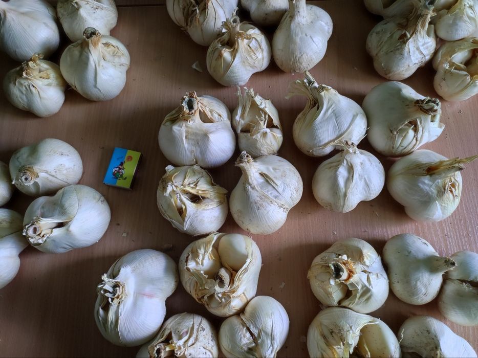 Часник Рокамболь домашній 1кг гігантський часник