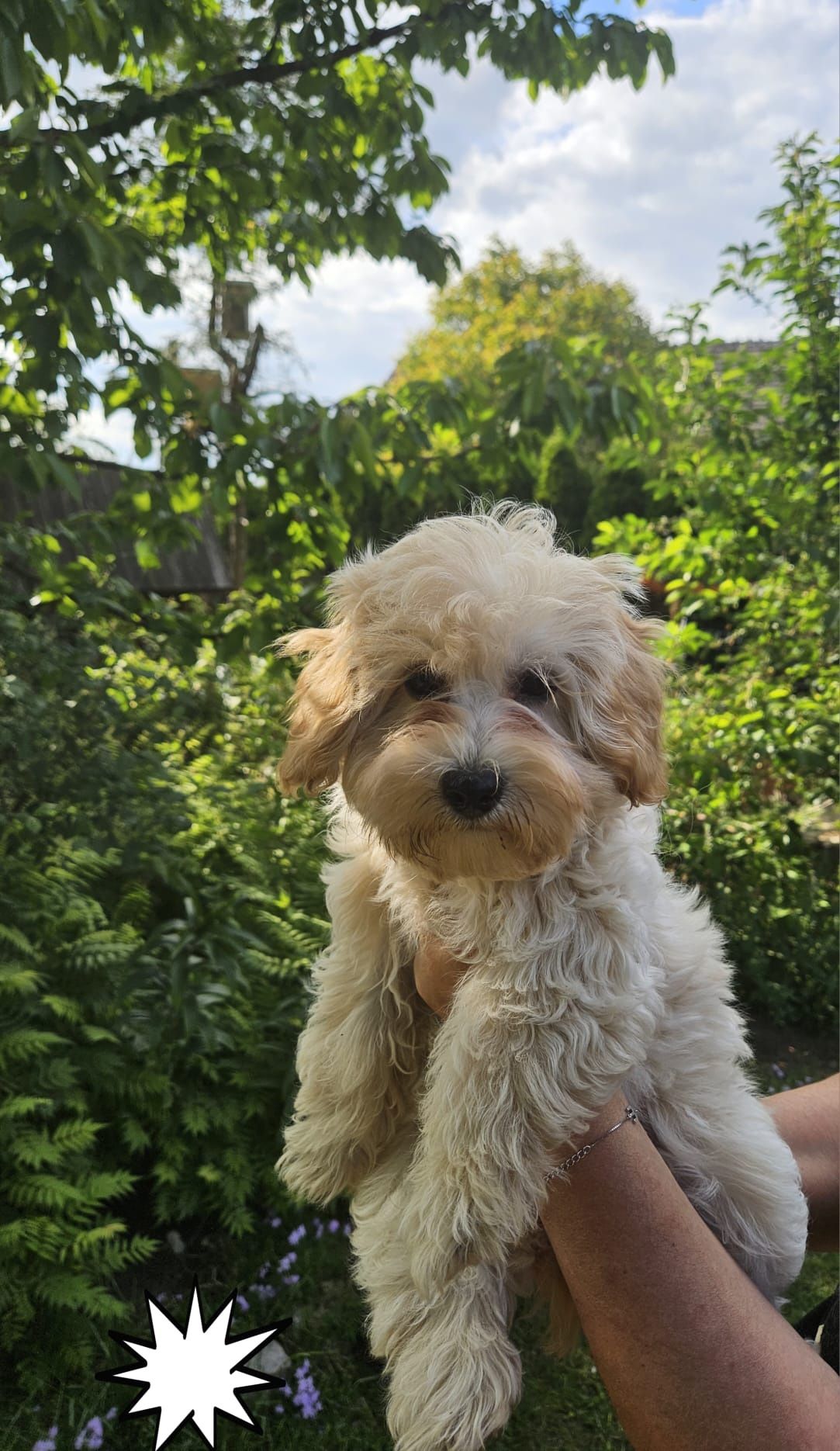 Maltipoo - hybryda chłopczyk