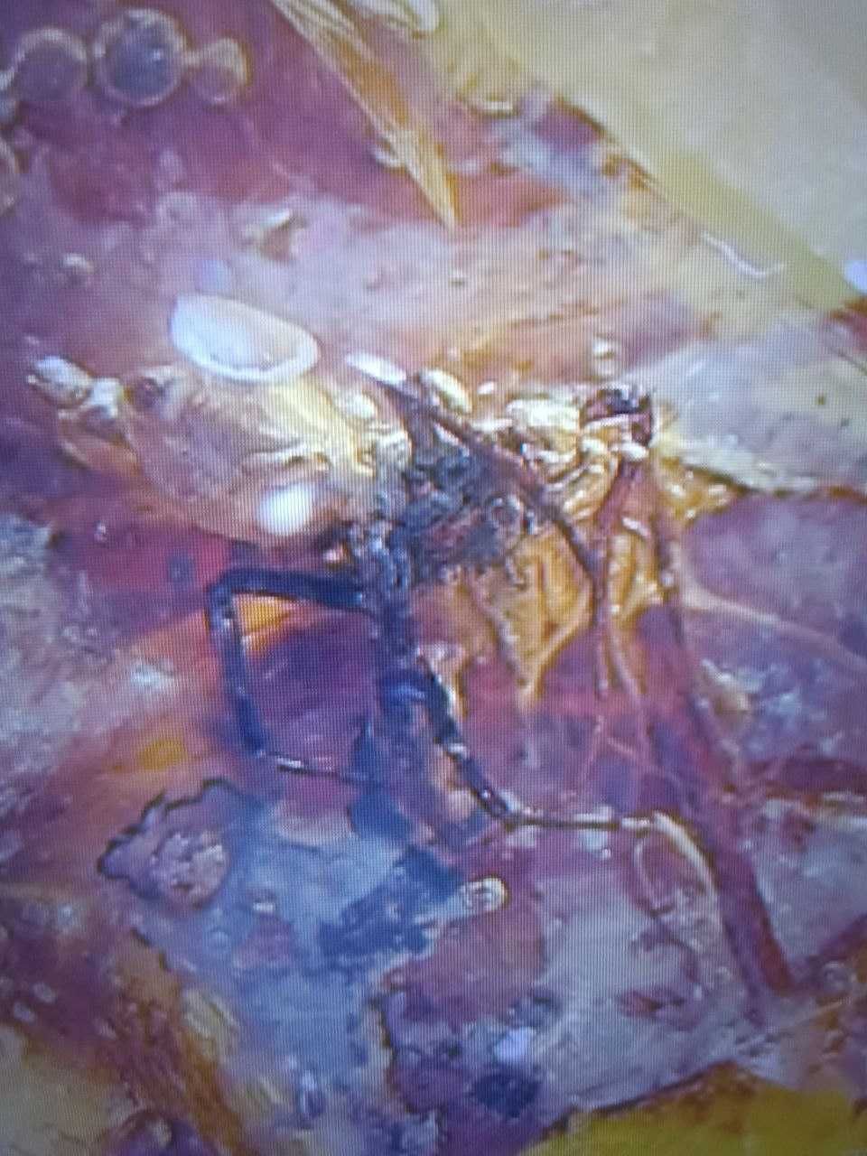 бурштин(Янтарь) с инклюзом-паук 12,5 грамм