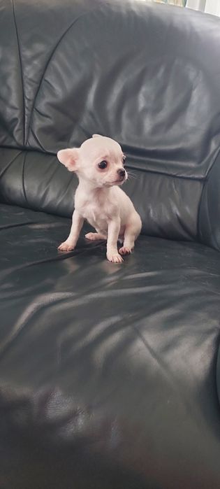 Biały maleńki piesek chihuahua