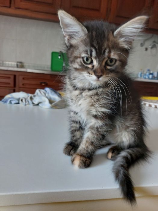 Gatinhos bebês para adoção com esterilização gratuita