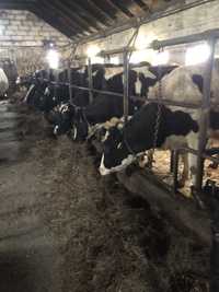 Krowy mleczne, jałówki likwidacja