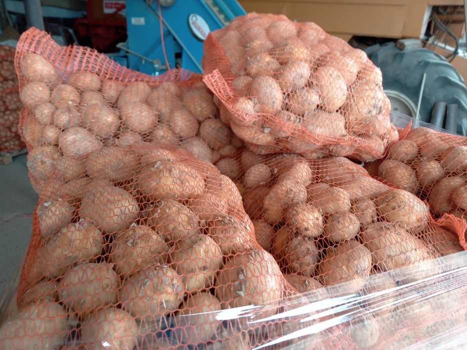 Ziemniaki młode jadalne Soraja Jurek Denar