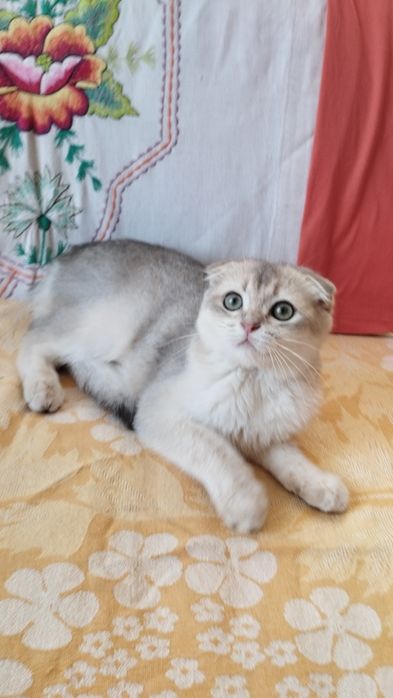 Шотландский котик ау11