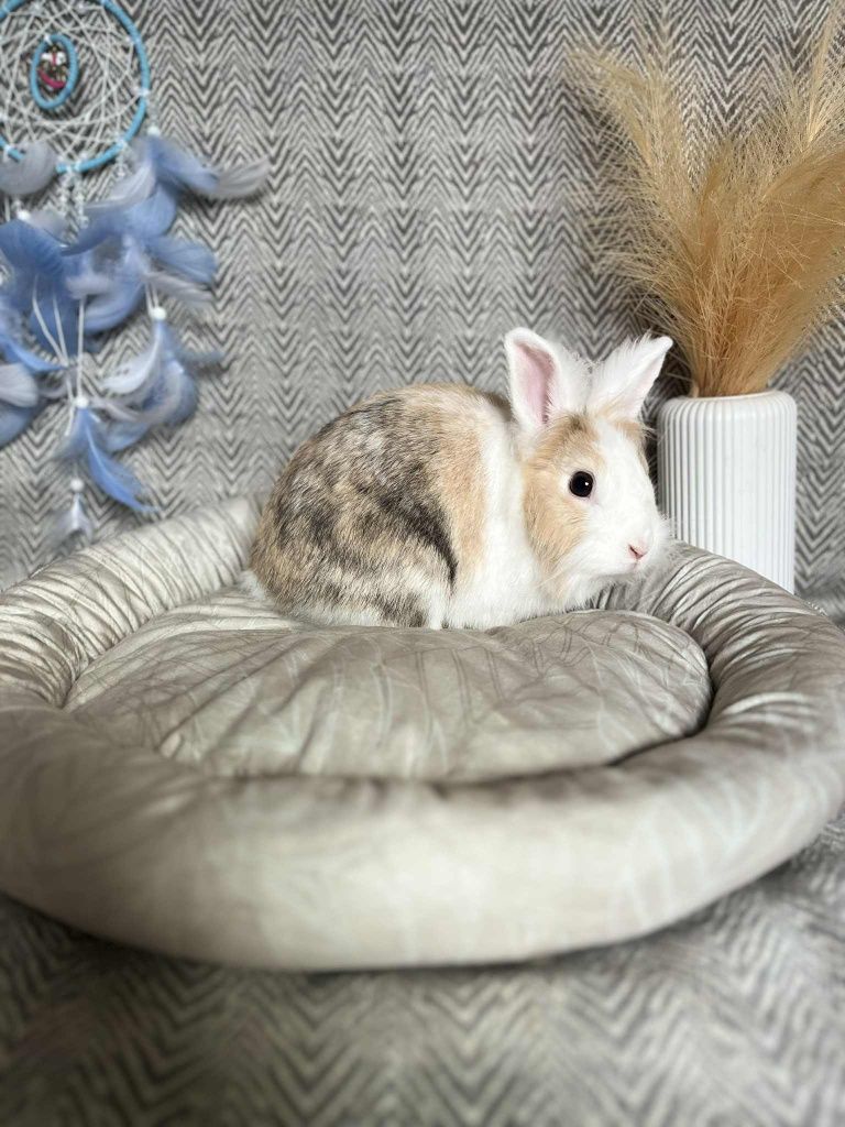 Królik miniaturka samiczka