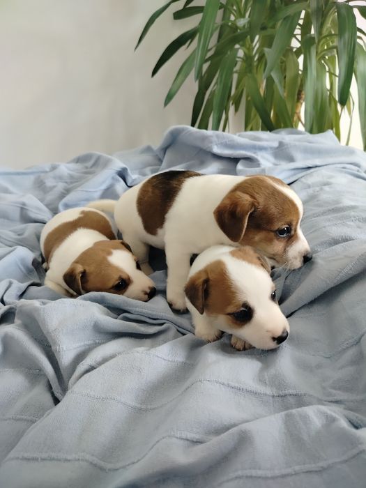 Jack Russell Terrier piesek
