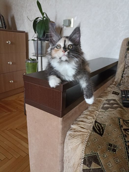 Продам кішку породи МейнКун вік 8 місяців  7 місяців.сяців.