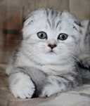 Kotki BRYTYJSKI krótkowłosy Kotka Scottish fold i Scottish straight