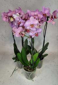 Уцінена Орхидея орхідеї орхидеи орхидея Фаленопсис