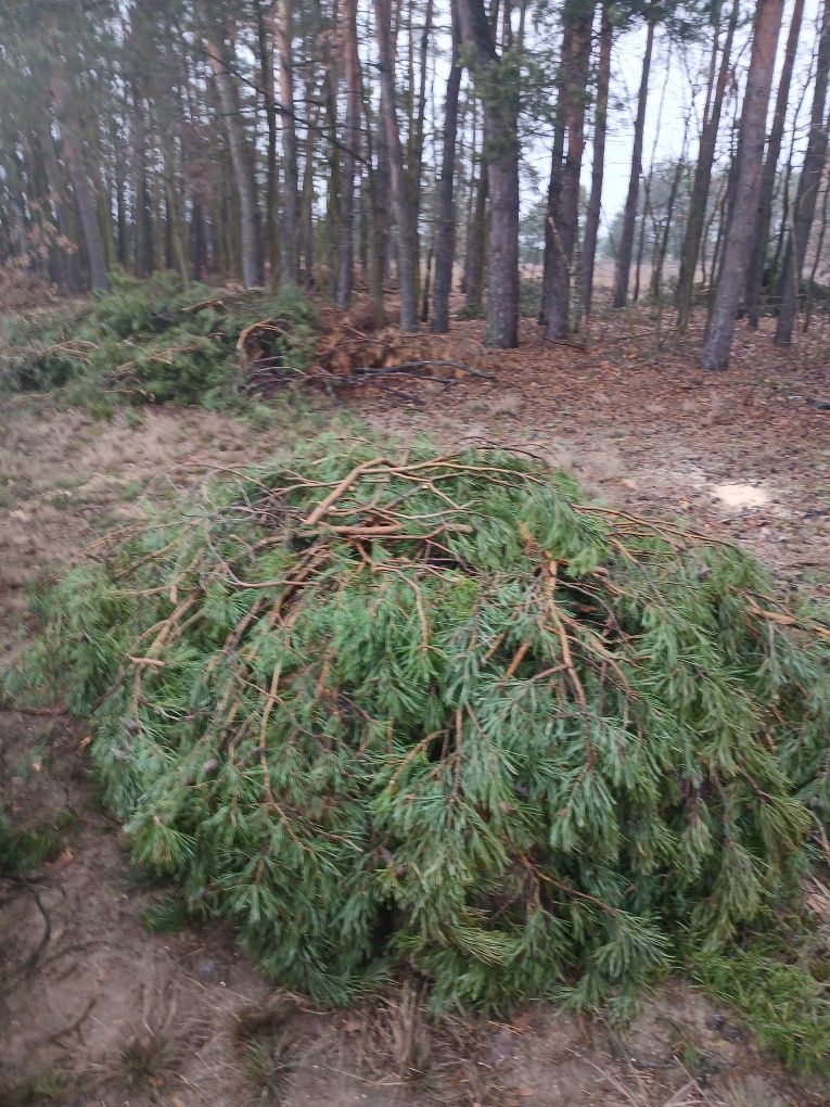 Oddam gałęzie duża jlość