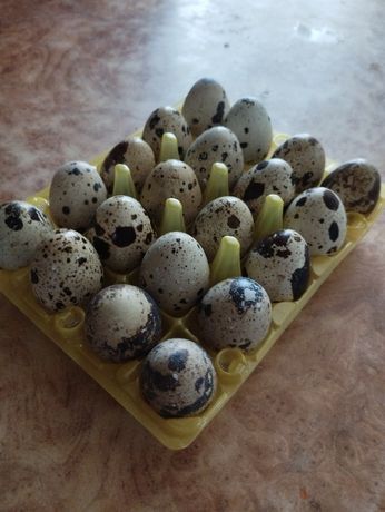 Перепелиные яйца.