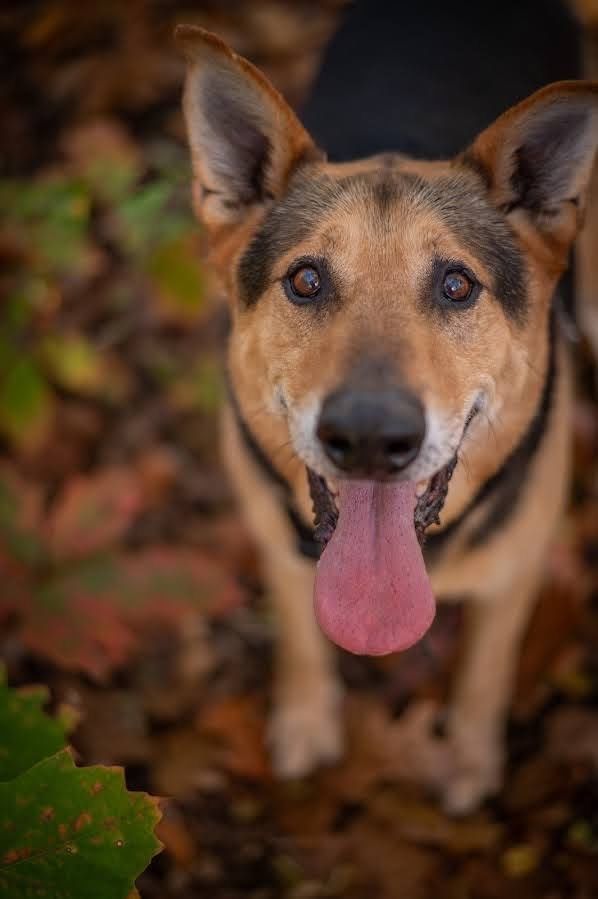 Bez szans na adopcje przez swoje gabarty? Super pies szuka domu.