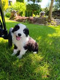 Border Collie Suczka