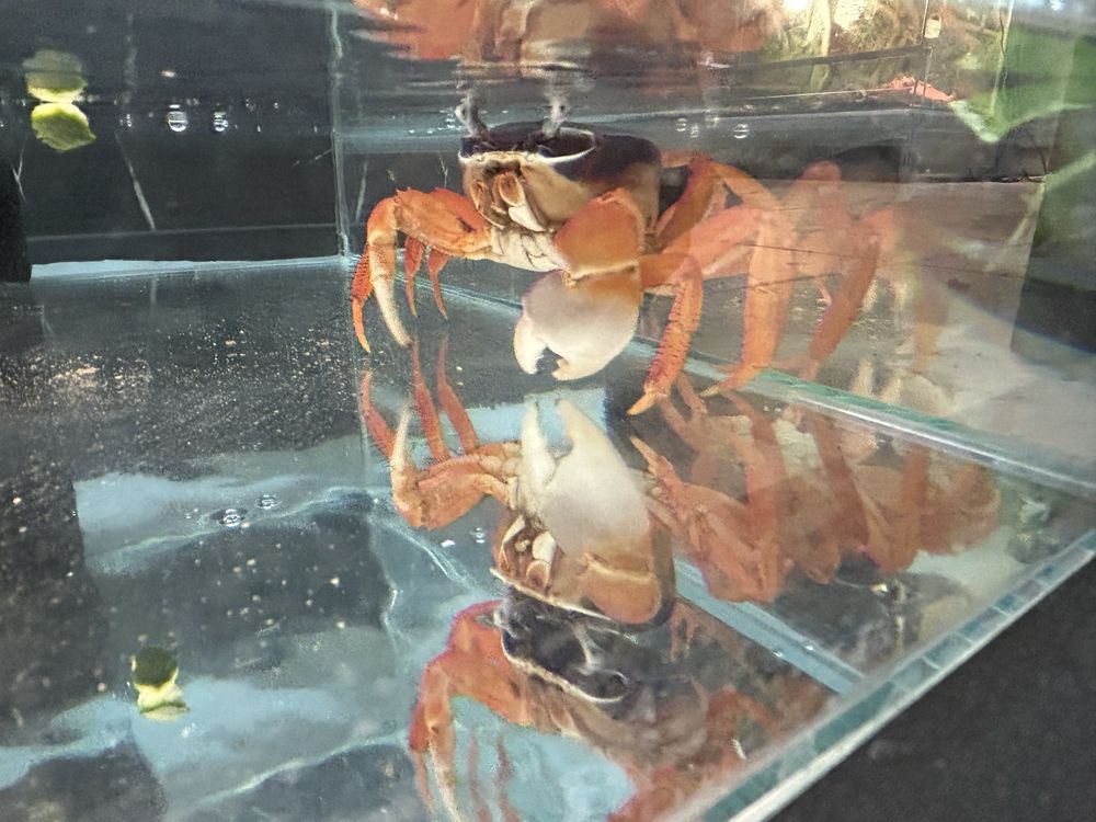 Krab Tęczowy etc,