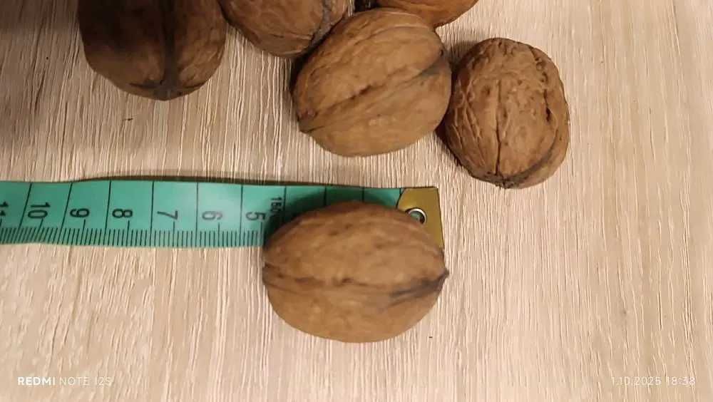 Orzechy Włoskie dla P. Marcina 5kg