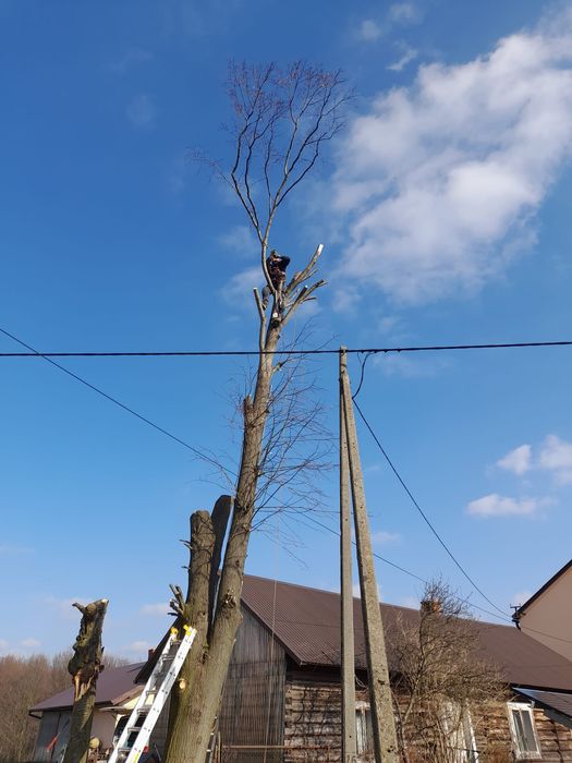 Wycinka i pielęgnacja drzewa