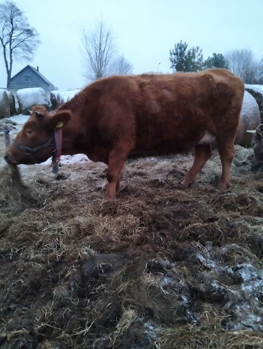 Sprzedam krowy cielne