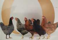 Яйце інкубаційне Домінант, Легорн і м'ясояїчка: Редбро, Мастер,Голошия
